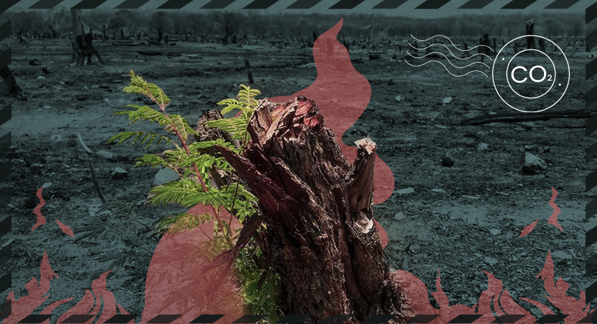 Nordeste é 2º maior emissor de gases do efeito estufa por desmatamento 1 Árvores queimadas no Nordeste | Foto: Melquíades Júnior