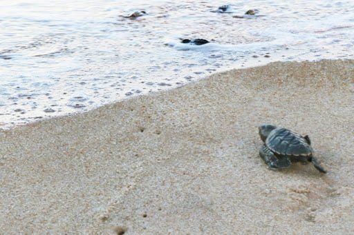 TARTARUGA MARINHA BIOTA - Mais de duas mil tartarugas encalhadas foram encontradas no litoral de AL