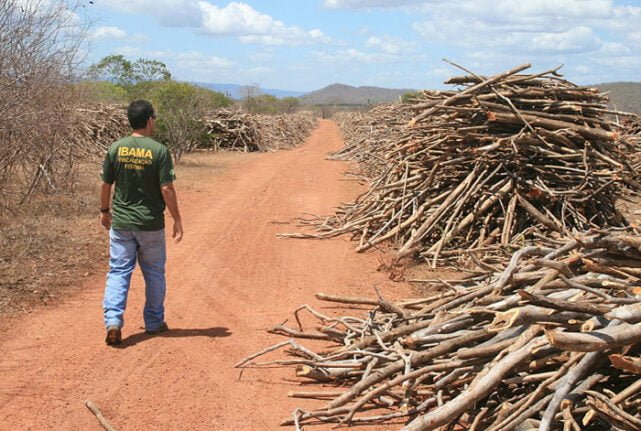 caatinga ibama - Levantamento mostra infrações ambientais de políticos alagoanos