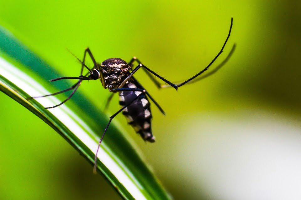 mosquito da dengue - Alagoas teve redução de 85,7% dos casos de dengue em 2020