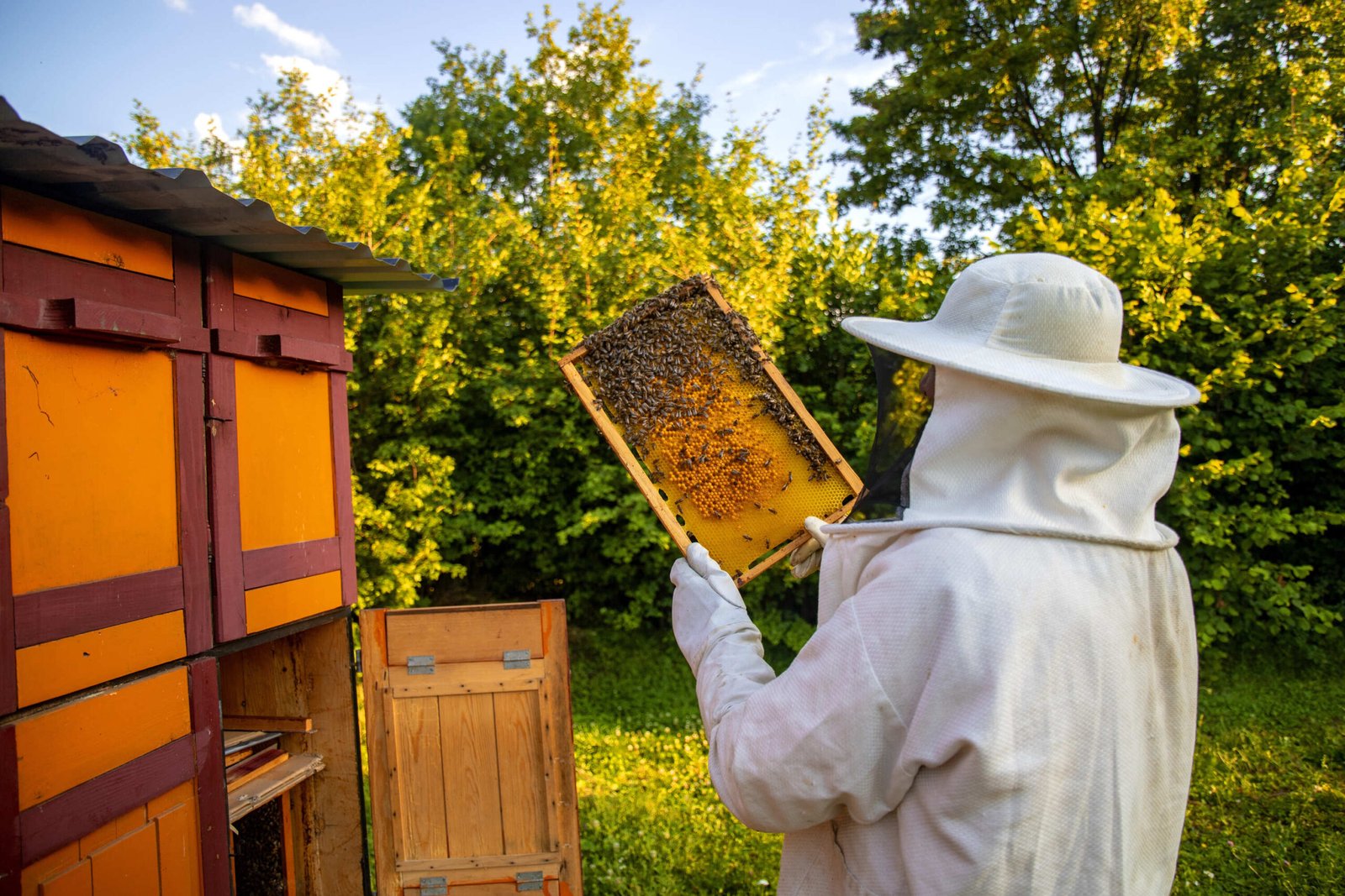 view beekeeper collecting honey beeswax 1 scaled - Boom do mel em Alagoas